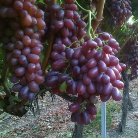 Vita de Vie (De Masa Fără Sâmburi)