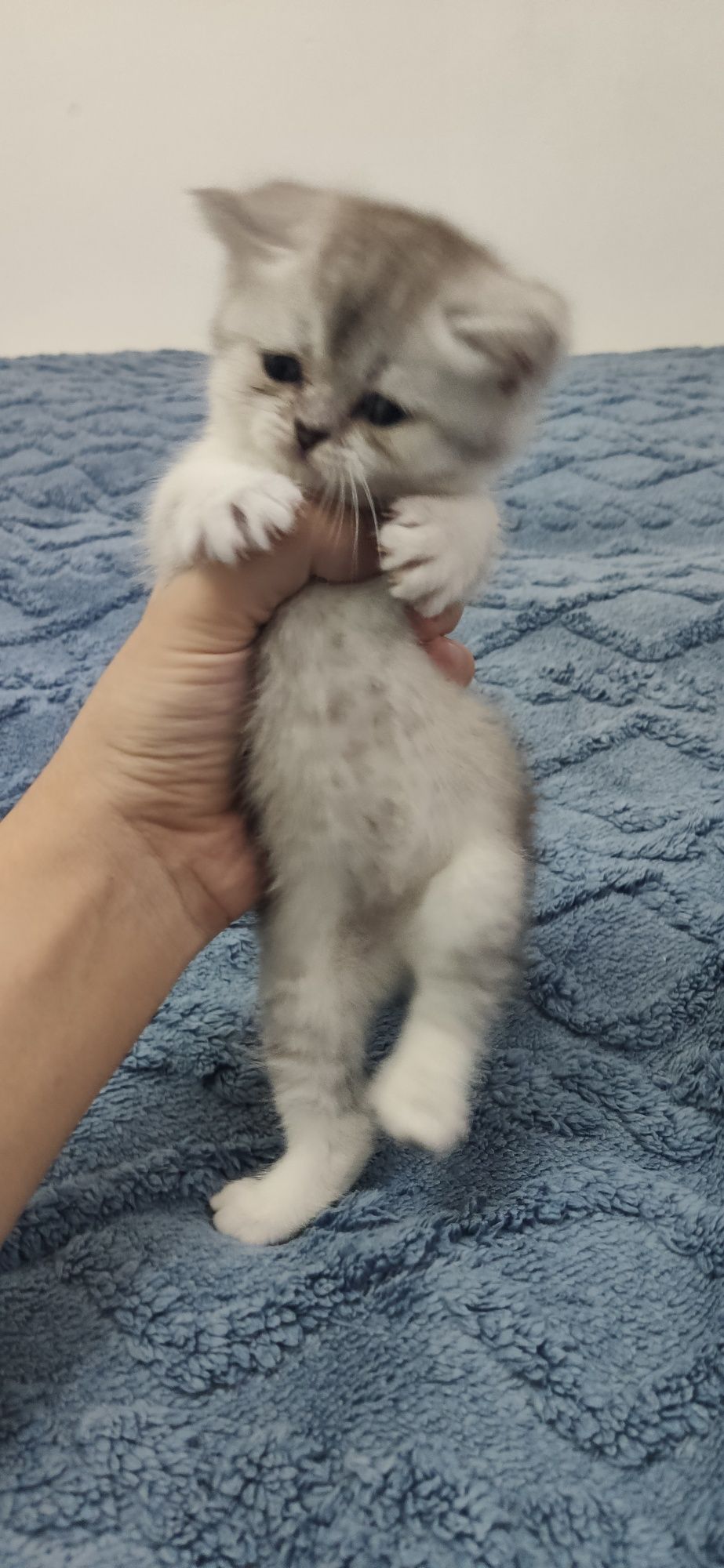 Британский шиншилла 1.5 месяца