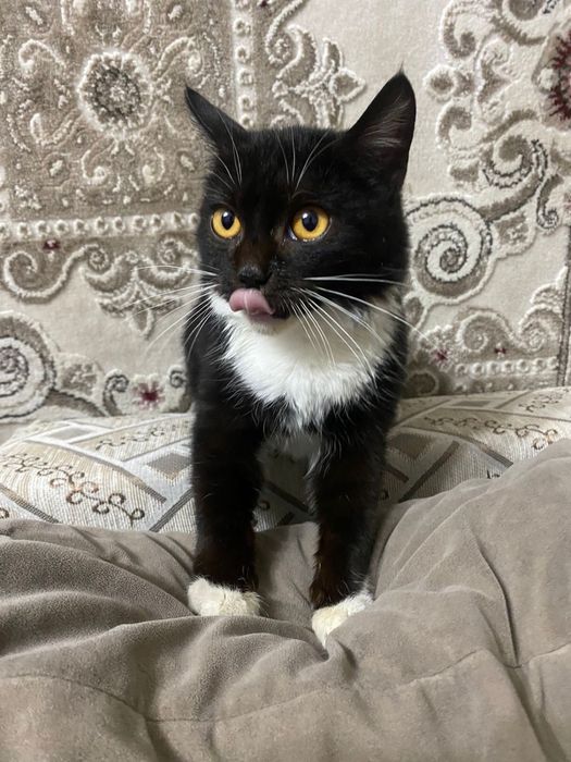 Отдаем кота подростка в хорошие руки