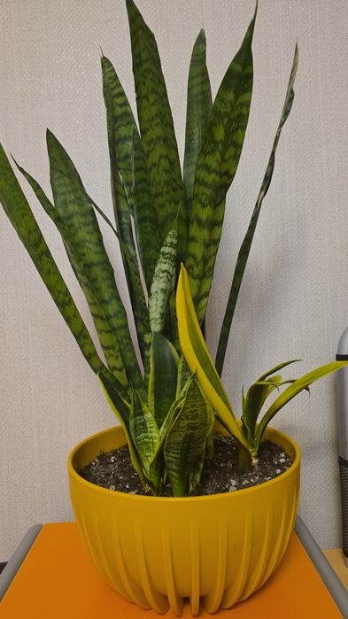 Продам комнатные растения