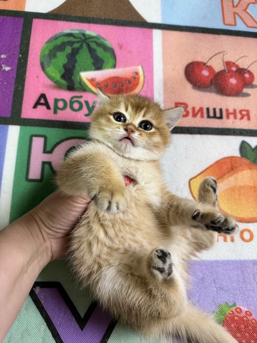 Британские котята, мальчик и девочка