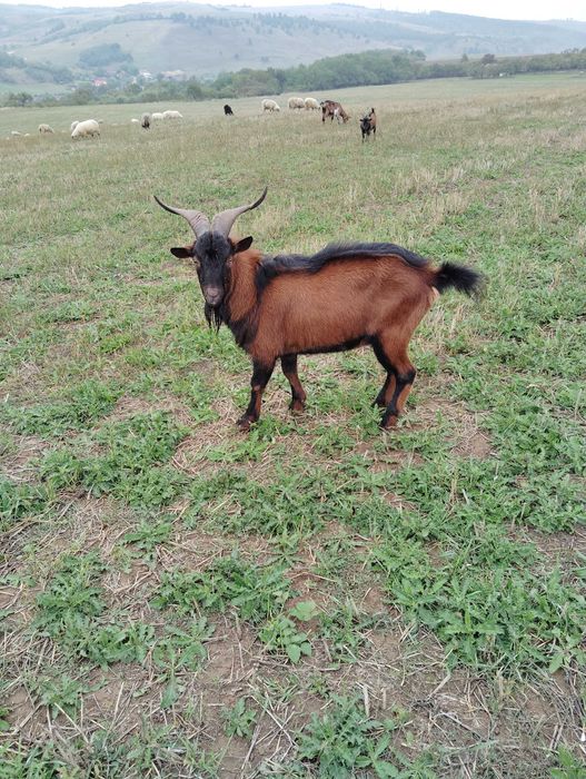 Vând țap sau schimb