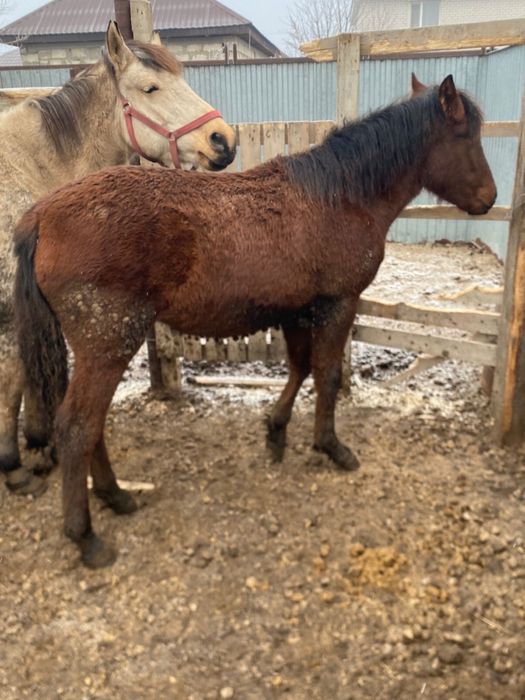 Ұрғашы жабағы сатылады