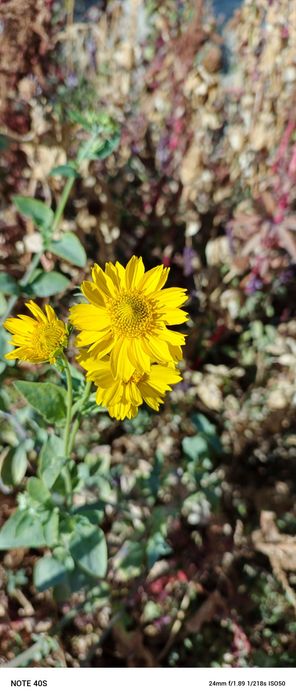 Infinix note 40s sotiladi 120 hz ekran pubg 60 fps stabil