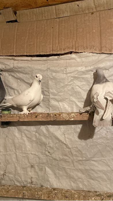 Китайские голуби  боком играють