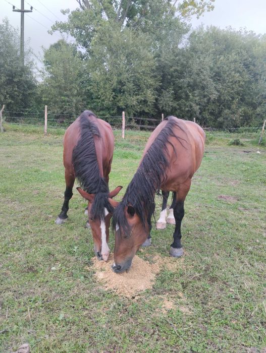 Vând 2 iepe cu acte prețul este la amândouă 3500 euro
