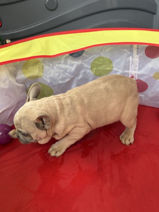 Bulldog Francez Lilac Fawn 3 luni
