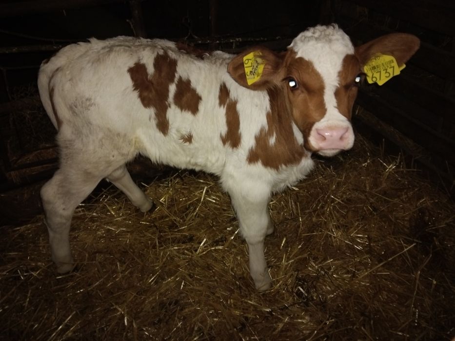 Vând doua  vitele foarte frumoase