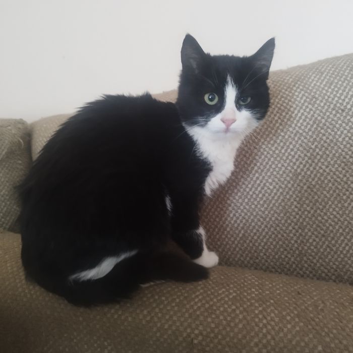 подаряват се котенца