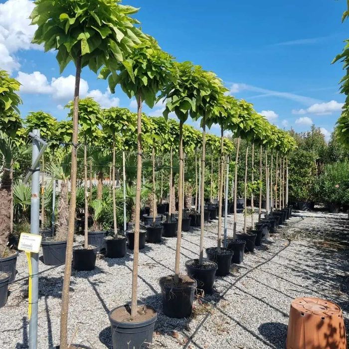 Mesteacăn alb  Tei de floare Arțar Catalpa Globulara