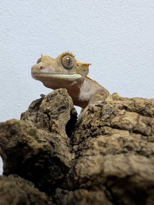 Soparla Gecko Crested juvenil - activ, sănătos (pt. începători și pasi