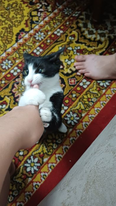 Отдам в добрые руки котёнка 4 месяцев