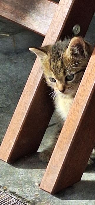 Donez trei pisicuțe