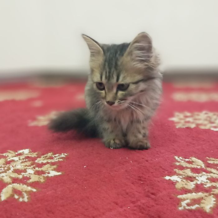 4 oylik mushuk bolasi
