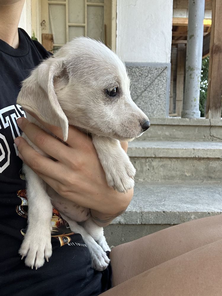 Кученца на 3 месеца