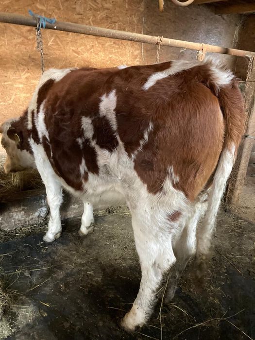 Vand Vaca 6 ani si juninca 1 an jumate