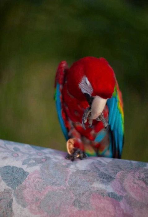 Отдаем красавца-попугая Ара в добрые руки!