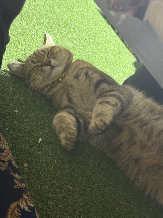 Matiz pirastoy 2014 Bezinda