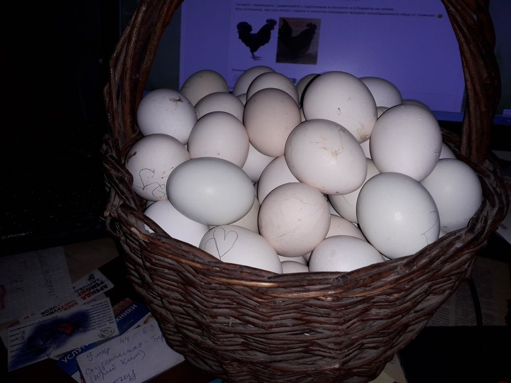 Инкубационные яйца пушкинских кур.