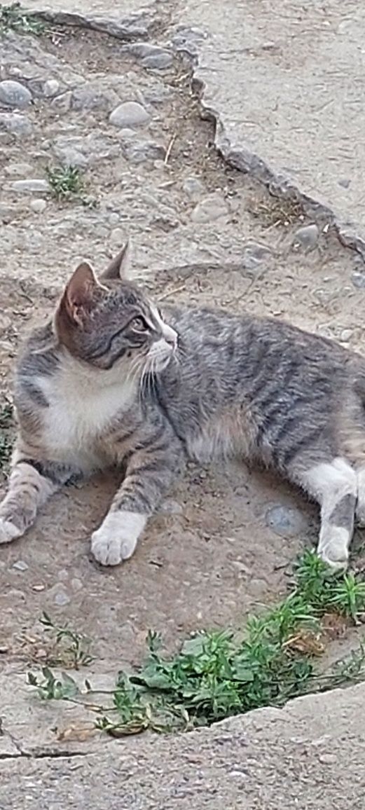 Бесплатно  котята