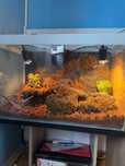 Terrariu exotic amenajat complet – gata de folosit