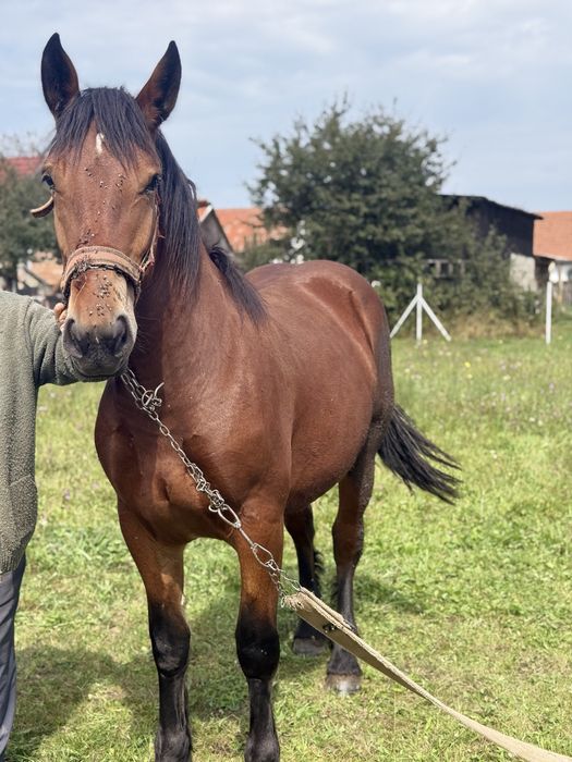 De vanzare Manz Iapa