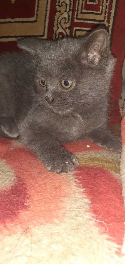 Продам котёнка,вислоухий,мальчик,8мес,шотландец, Так же, котят 3 мес.