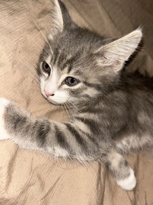 Отдам кот на добрые руки