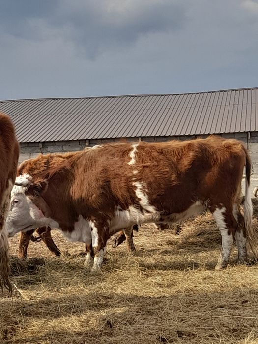 Семіз қысыр сиырлар сатылады