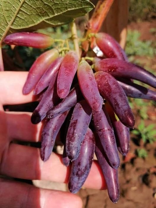 Halloween vita de vie