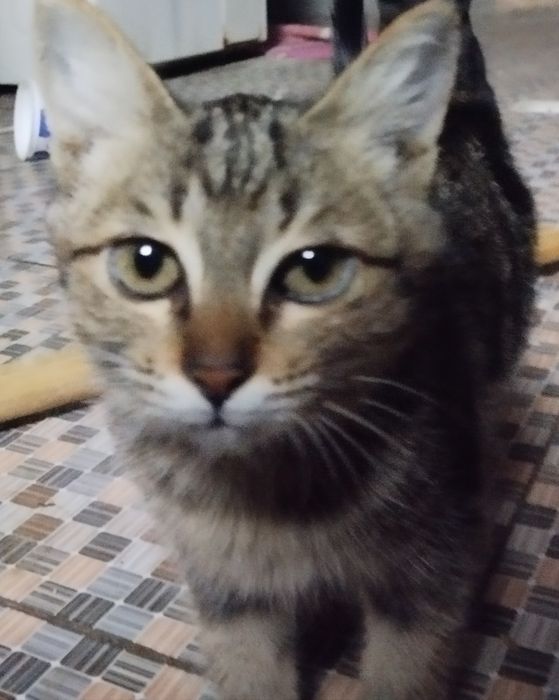 Кошка! Mushuk! BEPULGA!