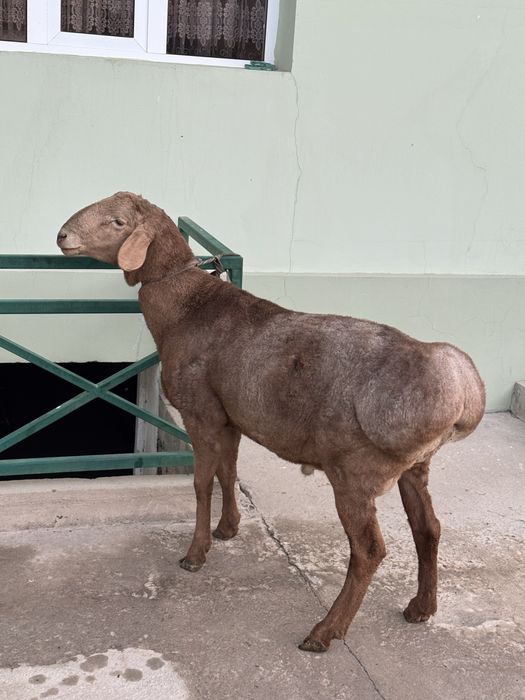 Arashan edilbay gibrit qochqor