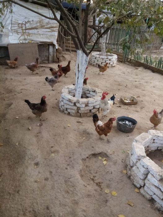 Тауықтар, тауықтар