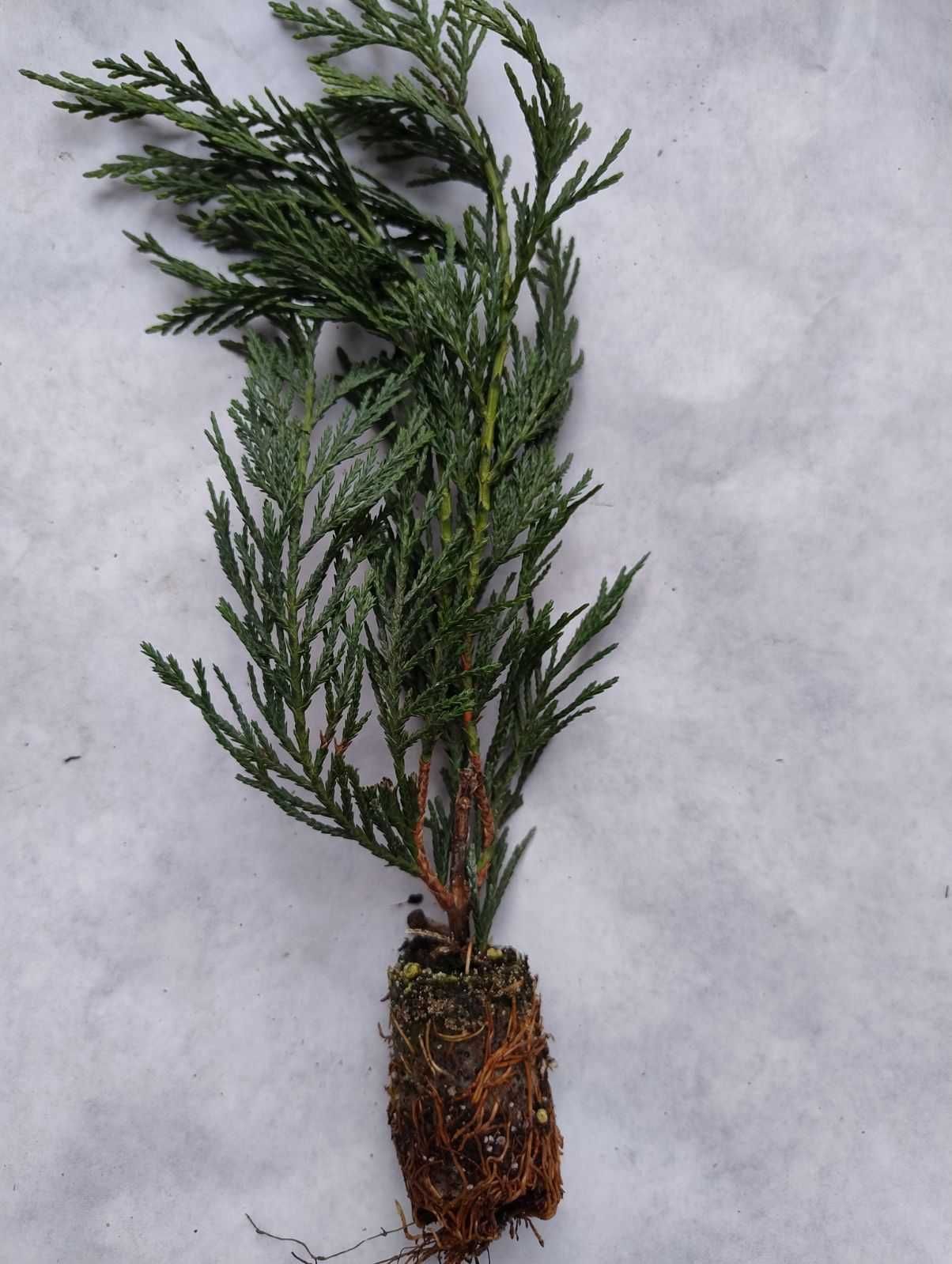 Кипарис Лейланди, Cupressocyparis leylandii, в мултипалети.