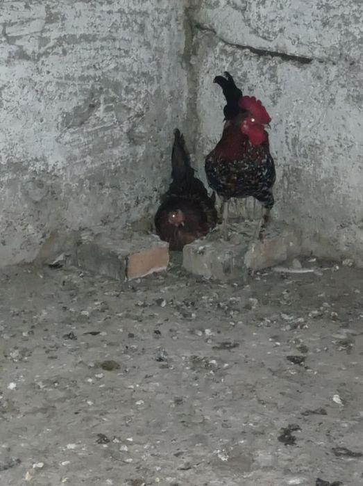 Gainuși pitici pereche