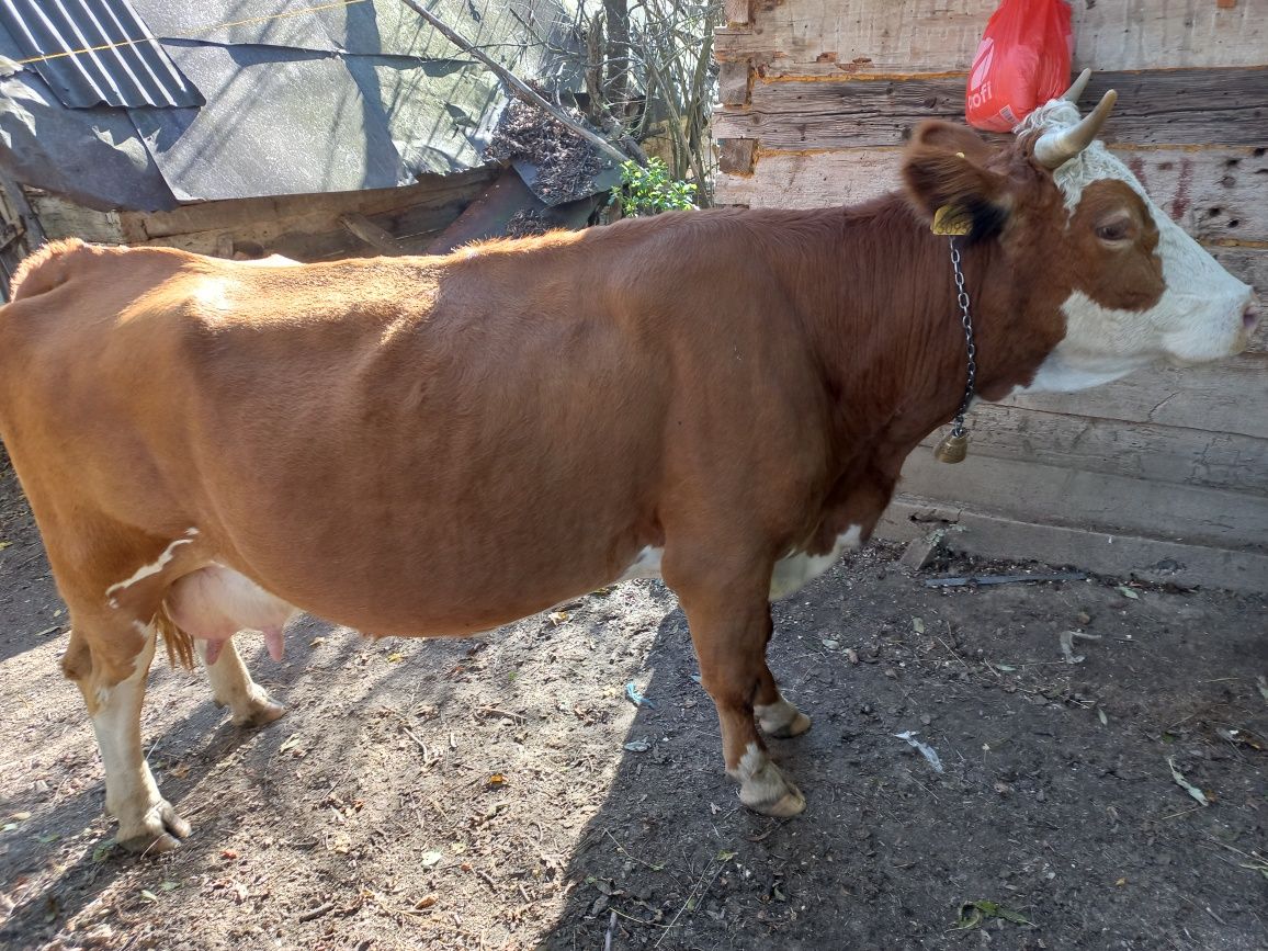 Vand doua juninci si o vaca, baltata romaneasca