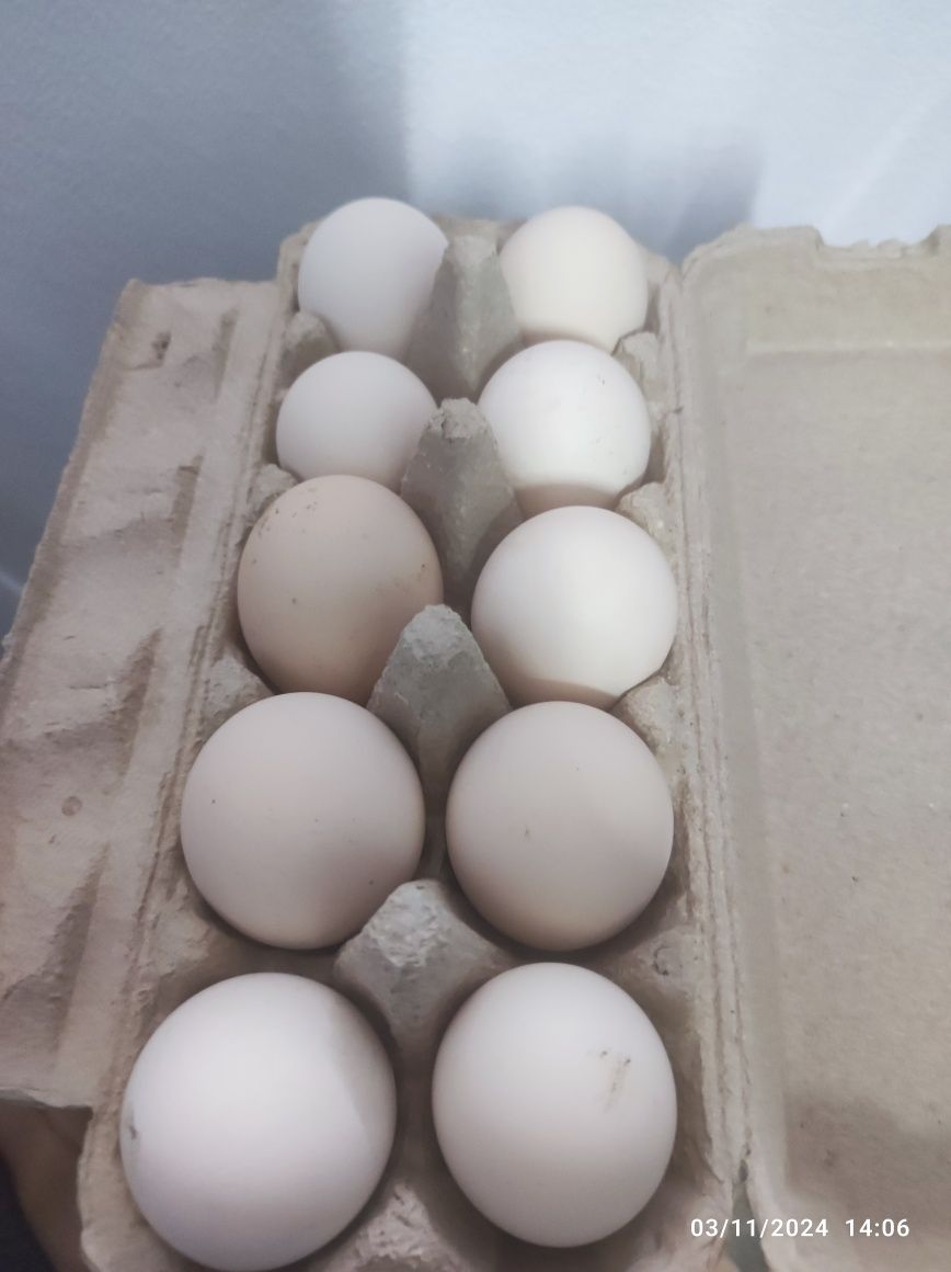 Oua Australorp pentru incubat