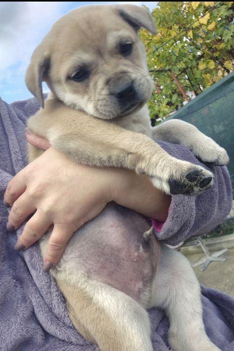 Se oferă spre adopție-metis amstaff