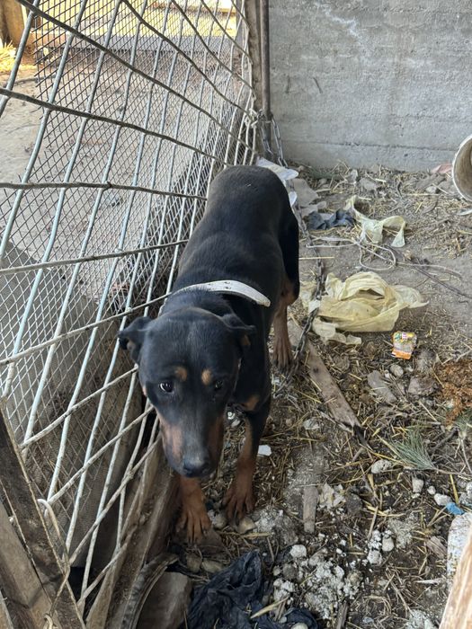 ит сотилади