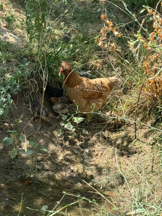 Хороз, товук ва жужалар сотилади!