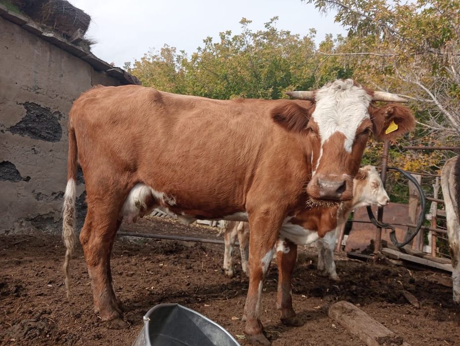 Продам срочно  корову