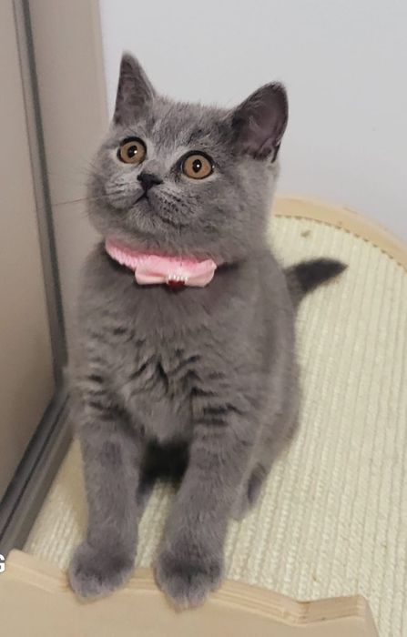 Fetita british shorthair