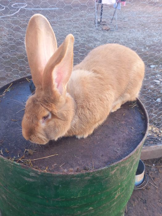 Mascul urias german galben