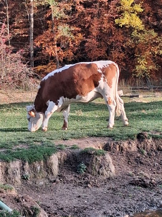 Vacă Bălțată Românească - o fătare, tânăra, sănătoasă, județ Argeș
