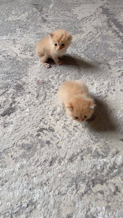 Самые милые котята