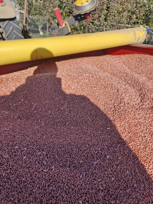 Grua de samanta c1 soi celebryti