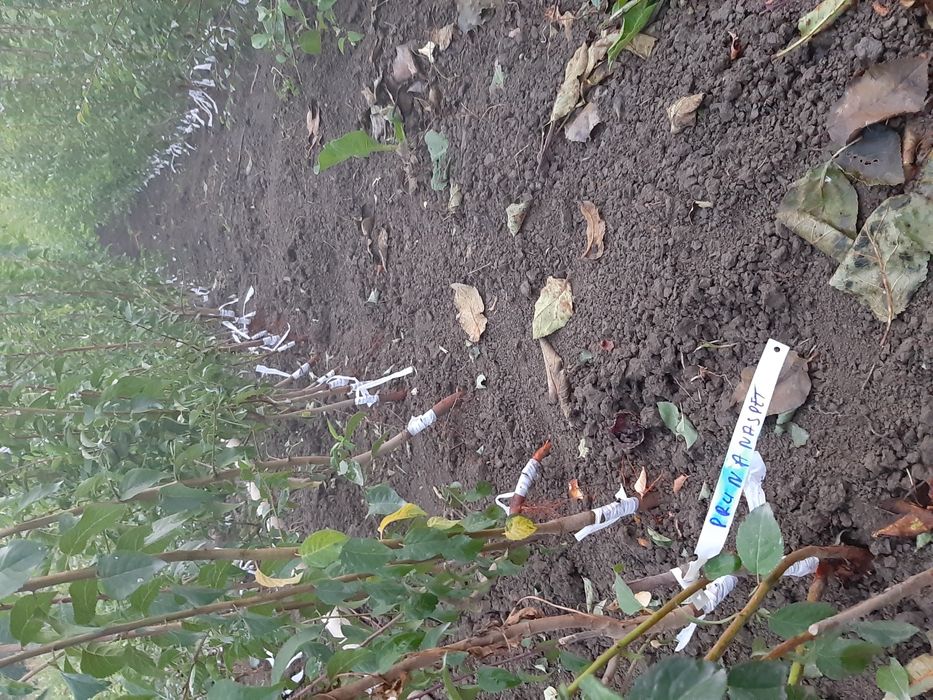 PROMO, la 100 puiet nuc, se oferă 5 puiet gratis-Pepiniera