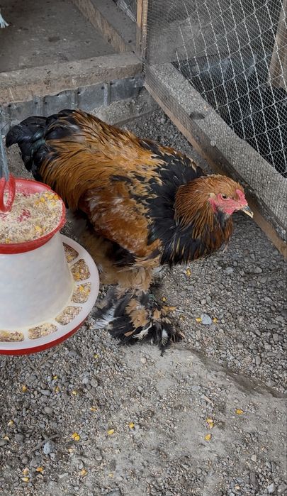 Vand cocos de Brahma sau schimb cu mii de flori