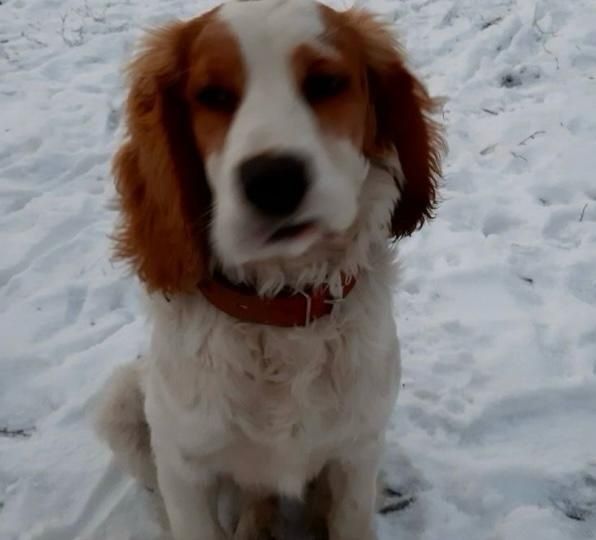 Русский спаниель