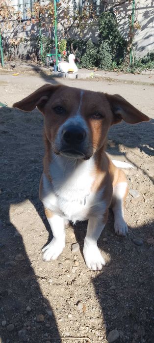 Donez căței pui fata și băiat